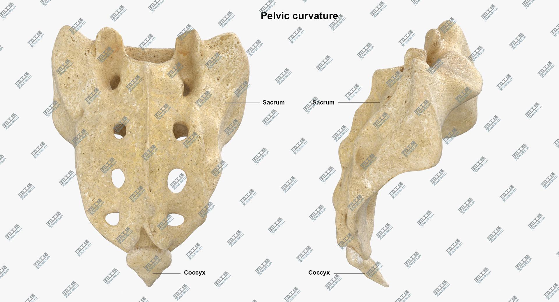 images/goods_img/2021040234/Real Human Lumbar and Sacrum Vertebrae L1 to S5 Bones With Intervertibral Disks 01 model/5.jpg